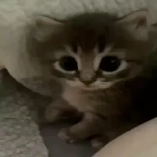 😊 aa9343de 子猫, 猫, かわいい, 動物, ペット telegram sticker