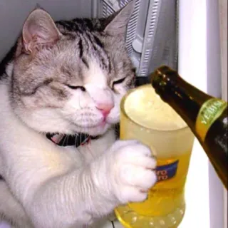 😎 ae79ab39 猫, ビール, 飲酒, アルコール, 面白い, 動物, ミーム telegram sticker