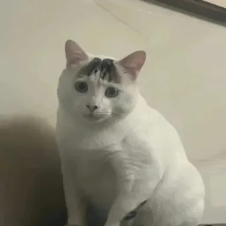 😎 b24373a5 猫, 動物, 白い猫, ペット, 家畜, かわいい, ネコ科, 哺乳類 telegram sticker