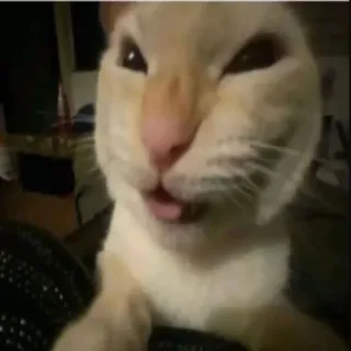 😸 b510c5e8 猫, 動物, 面白い, ミーム, ペット, かわいい, 間抜け, 顔 telegram sticker