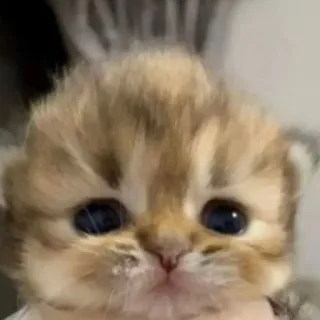 🥹 bbf59606 子猫, 猫, 動物, かわいい, ペット, ゴールデンチンチラ telegram sticker