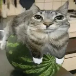 😎 d5da3409 猫, スイカ, 面白い, 動物, ペット, ミーム, 可愛い, 子猫 telegram sticker