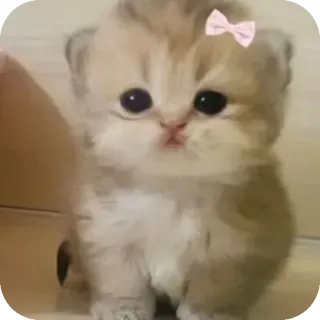 👍 da2f9b40 子猫, 猫, 可愛い, 動物, ペット, 飼い猫 telegram sticker