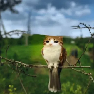 🐦‍🔥 e5b1be51 猫, 鳥, ハイブリッド, 動物, 自然, 面白い telegram sticker