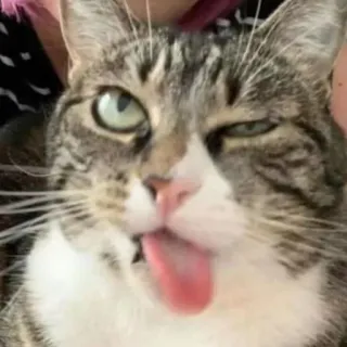 😼 ed355b42 猫, 動物, 舌, ペット, 面白い, 可愛い, 家畜 telegram sticker