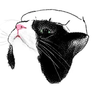 ☺️ bcef5da0 gato, animal, animal de estimação, fofo, preto e branco whatsapp sticker