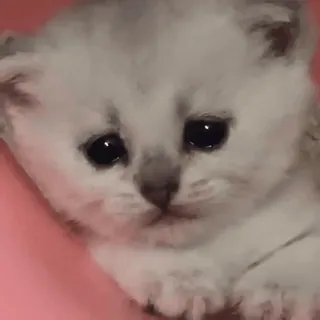 ☹️ 75aaf069 gato, gatinho, fofo, animal, animal de estimação, adorável whatsapp sticker