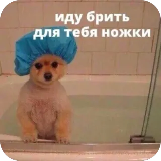 😂 9921611f иду брить для тебя ножки cão, banho, touca de banho, higiene, texto russo whatsapp sticker