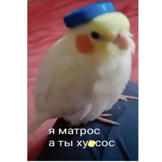 😎 9dfcedbe Я матрос а ты хусос pássaro, calopsita, marinheiro, ofensivo, insulto, russo, engraçado, animal de estimação whatsapp sticker