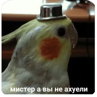 ❤ c110f941 мистер а вы не ахуели papagaio, pássaro, chapéu, calopsita, engraçado, meme whatsapp sticker