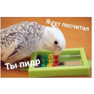 ❤ ccb0e8a7 Я тут посчитал
Ты пидр pássaro, papagaio, calopsita, contando, ofensivo, insulto whatsapp sticker