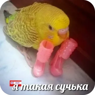 ❤ d49b5989 Я такая сучка pássaro, periquito, russo, ofensivo, rude, botas whatsapp sticker