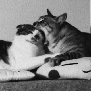 😬 0977e90a chats, animaux de compagnie, animaux, animaux domestiques whatsapp sticker