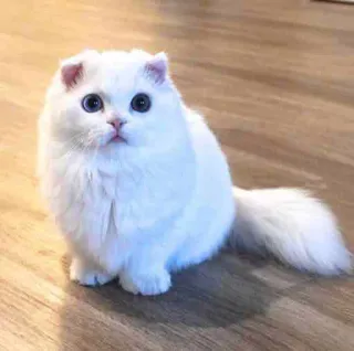 😳 0c7660f3 chat, chaton, chat blanc, mignon, animal de compagnie, animal whatsapp sticker