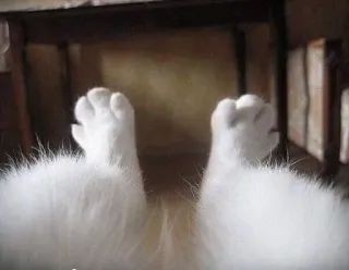 Kotyakot telegram stickers