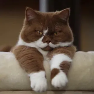 😏 32cb5475 chat, animal de compagnie, animal, marron, blanc, mignon whatsapp sticker