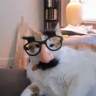 🤓 350edd66 chat, déguisement, lunettes, moustache, nez, drôle, animal de compagnie whatsapp sticker