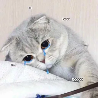 😿 39692f08 :C :CC :CCCC :CCCCC chat, triste, pleurer, larmes, mème whatsapp sticker