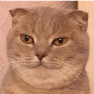 😤 5450447d chat, animal, scottish fold, animal de compagnie, mignon, mammifère whatsapp sticker