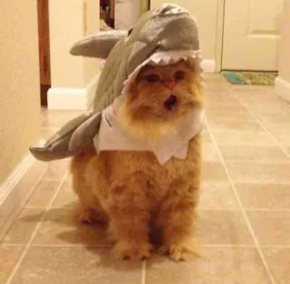 🦈 78b4b32e chat, requin, déguisement, animal de compagnie, animal, drôle whatsapp sticker