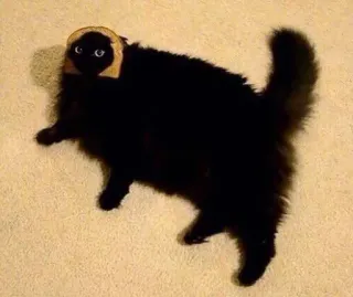 🍞 8232dd4a chat, toast, animal, animal de compagnie, drôle, chat noir whatsapp sticker