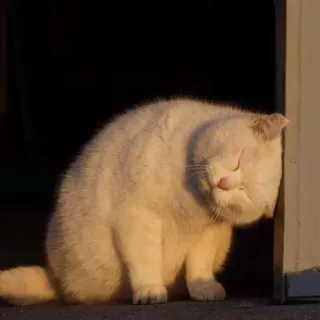 ☀ 9e7985d4 chat, animal, chat domestique, chat blanc, félin whatsapp sticker