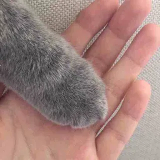 🤗 e626507e patte de chat, patte, main, animal, animal de compagnie whatsapp sticker