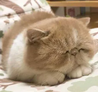 😞 e806aa5a chat, dormir, mignon, animal, chat domestique, animal de compagnie whatsapp sticker