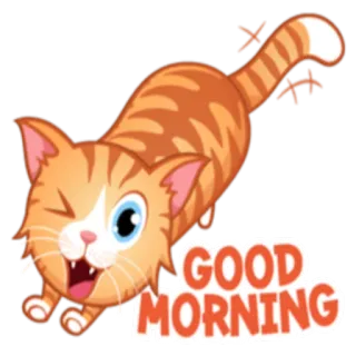 😇 2061288f GOOD MORNING gatto, buongiorno, saluto, gatto soriano arancione, carino, animale, mattina whatsapp sticker