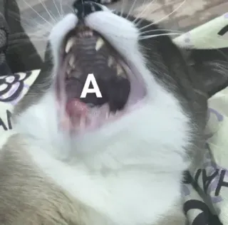 ♡Котэヾ(❀╹◡╹)ﾉﾞ❀~ :: @fStikBot whatsapp stickers