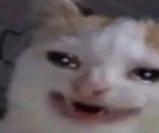 😁 66642481 kat, meme, dier, grappig, schattig telegram sticker