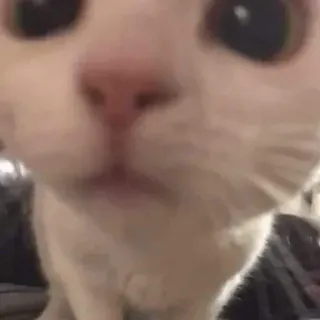 ♡Котэヾ(❀╹◡╹)ﾉﾞ❀~ :: @fStikBot whatsapp stickers