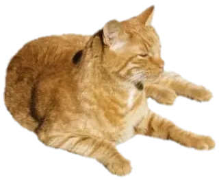 🥟 b0032b8c kat, oranje kat, huisdier, dier, tam telegram sticker