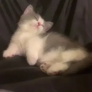 🥰 cc5d7472 kitten, kat, slapen, schattig, huisdier telegram sticker