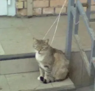 😐 e1f48425 kat, trap, huisdier, dier telegram sticker