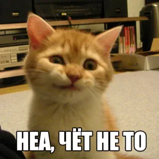 😕 1911c89f НЕА, ЧЁТ НЕ ТО кот, мем, русский, юмор, смешной, выражение, котёнок whatsapp sticker