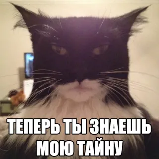 👤 1b3924cc ТЕПЕРЬ ТЫ ЗНАЕШЬ МОЮ ТАЙНУ кот, мем, смешно, секрет whatsapp sticker