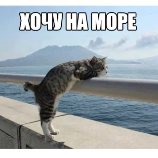 🌅 31744017 ХОЧУ НА МОРЕ кот, море, океан, хочу, путешествие, мем whatsapp sticker
