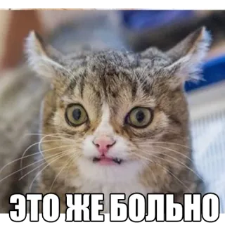 😦 48c55341 ЭТО ЖЕ БОЛЬНО кот, мем, смешно, в шоке, удивление whatsapp sticker