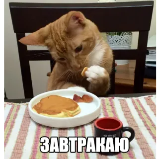 🍳 607e3134 ЗАВТРАКАЮ кот, завтрак, блинчик, мем, смешной whatsapp sticker