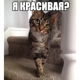 👑 664c633d Я КРАСИВАЯ? кот, питомец, животное, милый, лестница, вопрос whatsapp sticker