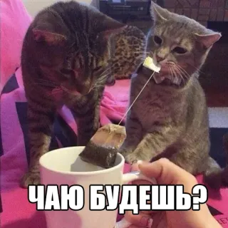 ☕ 6b8f6d40 ЧАЮ БУДЕШЬ? кот, чай, юмор, мем, милый, напиток whatsapp sticker