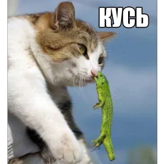 😬 7f71eb63 КУСЬ кот, ящерица, животное, смешной, милый, кусать whatsapp sticker
