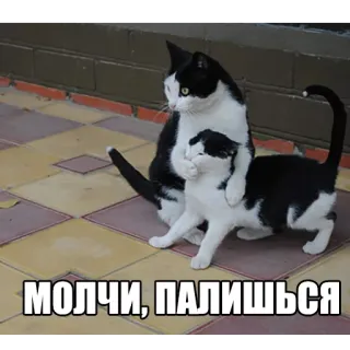 😼 a2aed730 молчи, палишься кошки, мем, животные, смешные, черно-белое, котенок whatsapp sticker