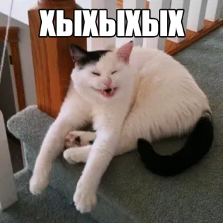 😅 afd64724 ХЫХЫХЫХЫХ кот, мем, животное, юмор, смешно, питомец, лестница whatsapp sticker