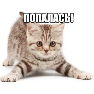 😋 bd81e2dc ПОПАЛАСЬ! кот, котенок, милый, смешной, пойман, игривый whatsapp sticker