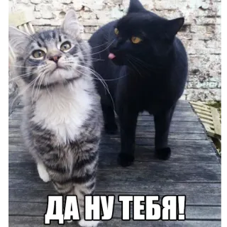 😝 e28d81bf ДА НУ ТЕБЯ! кот, коты, котенок, русский, мем, смешной, животное, питомец whatsapp sticker