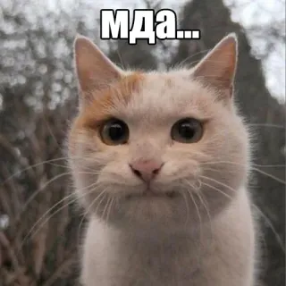 😐 f90d0402 мда... кот, мем, выражение, животное, стикер whatsapp sticker