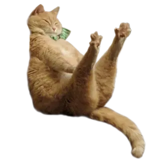 котеки telegram stickers