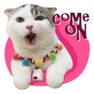 😕 328ee412 COME ON Katze, Kätzchen, süß, Tier, Haustier, komm schon whatsapp sticker